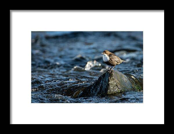 Dipper On The Rock Framed Print featuring the photograph Dipper on the rock by Torbjorn Swenelius