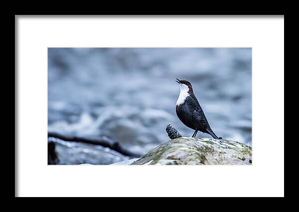 Dipper's Call Framed Print featuring the photograph Dipper's Call by Torbjorn Swenelius