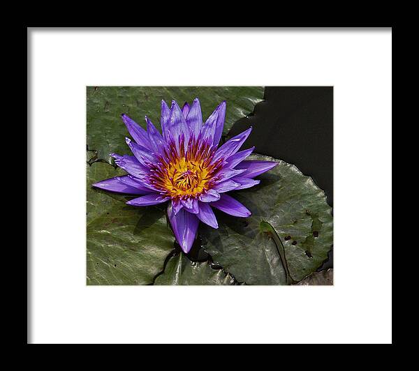Kenilworth Aquatic Gardens Framed Print featuring the photograph Director Moore Water Lily by Suzanne Stout