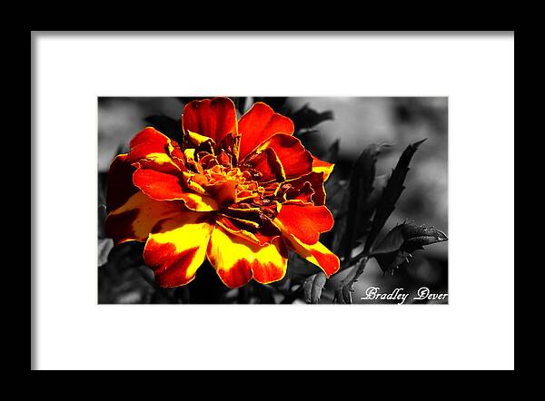 Selected Color Framed Print featuring the photograph Disappointing Love by Bradley Dever