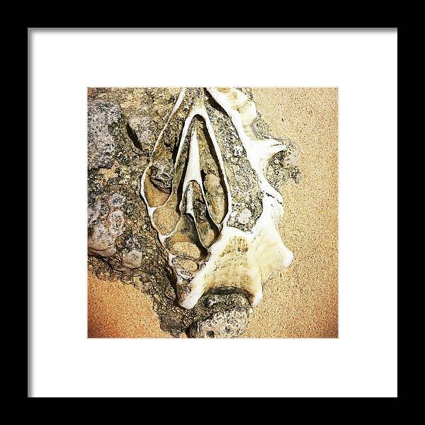 Shell Framed Print featuring the photograph Discovery at low tide by AnneMarie Welsh