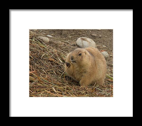 Animals Framed Print featuring the photograph Discovery Bay-Nov-140 by Roger Patterson