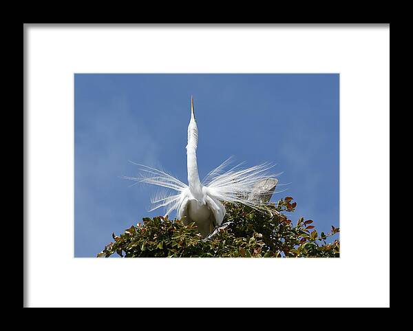 Great Egret Framed Print featuring the photograph Displaying 2 by Fraida Gutovich