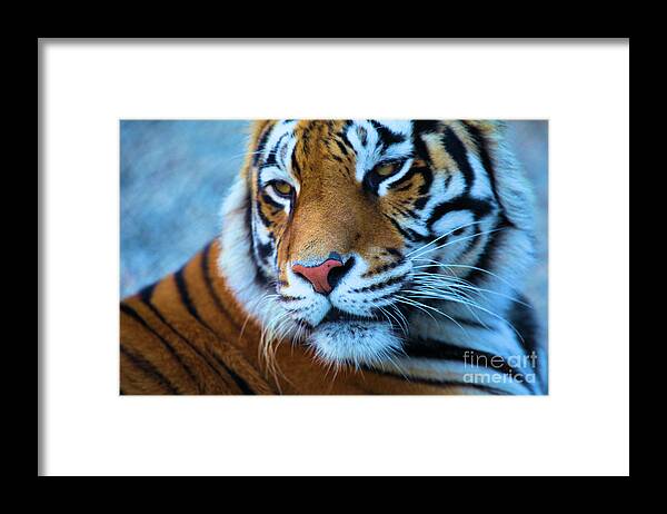 Big Cat Framed Print featuring the photograph Distracted by Adam Jewell