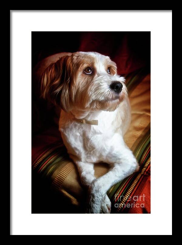 Pets Framed Print featuring the photograph Diva by Gus McCrea