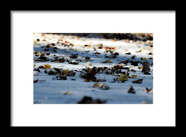 Nature Framed Print featuring the photograph Diversity by Bradley Dever