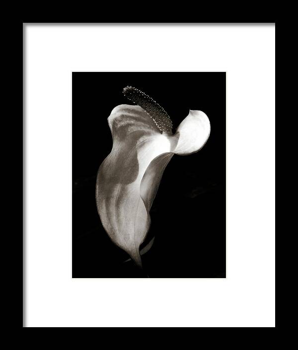 Black And White Framed Print featuring the photograph Divine Creature by Julia Wilcox