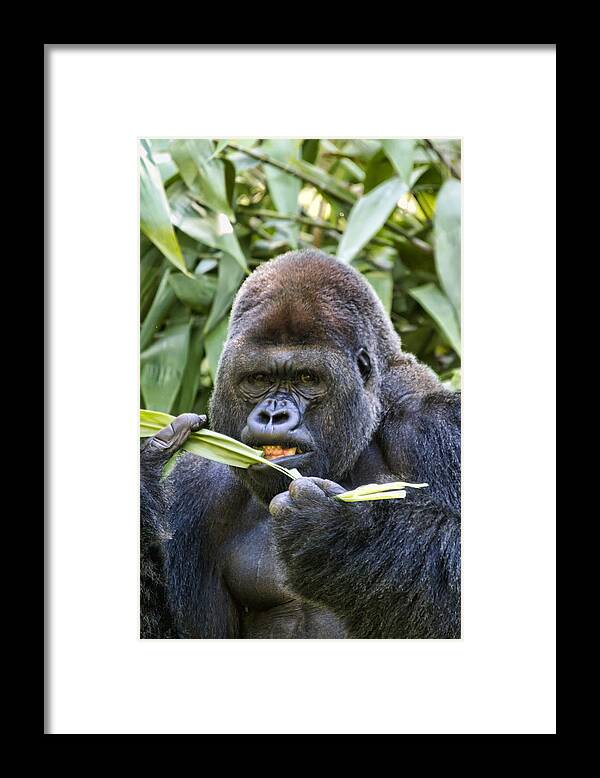 Gorilla Framed Print featuring the photograph Do You Mind by Brad Granger
