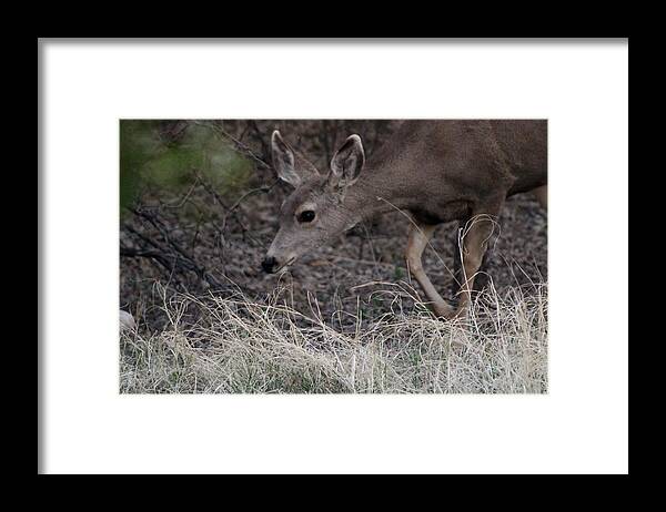 Deer Framed Print featuring the photograph Doe Carefully Grazing in Tombstone by Colleen Cornelius