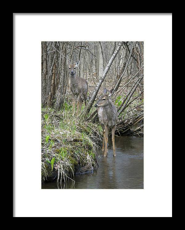 Deer Framed Print featuring the photograph Does Strolling Along a Stream by Michael Peychich