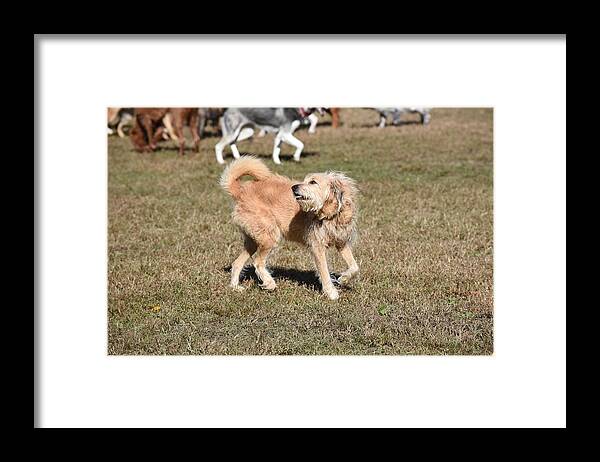 Dog Canvas Prints Framed Print featuring the photograph Dog 361 by Joyce StJames