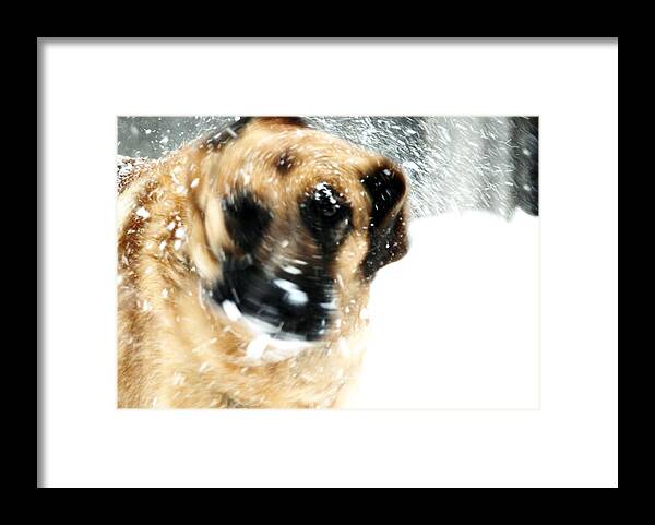 Animals Framed Print featuring the photograph Dog Blizzard - German Shepherd by Angie Tirado