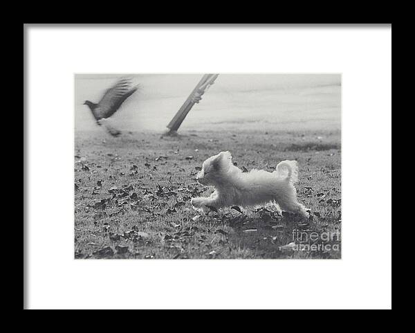 Dog Framed Print featuring the photograph Dog Chasing A Pigeon by Lynn Lennon
