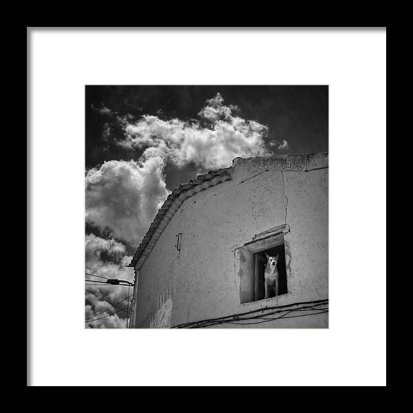 Igers Framed Print featuring the photograph Dog In The Window
#dog #pets #animals by Rafa Rivas