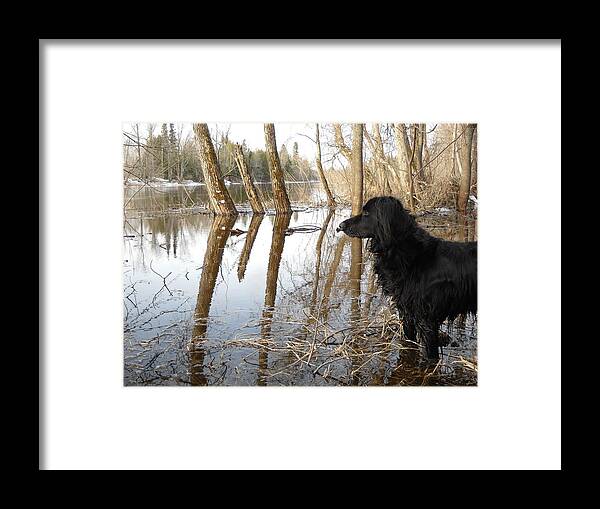 Dog Framed Print featuring the photograph Dog Looking at Swollen River by Kent Lorentzen