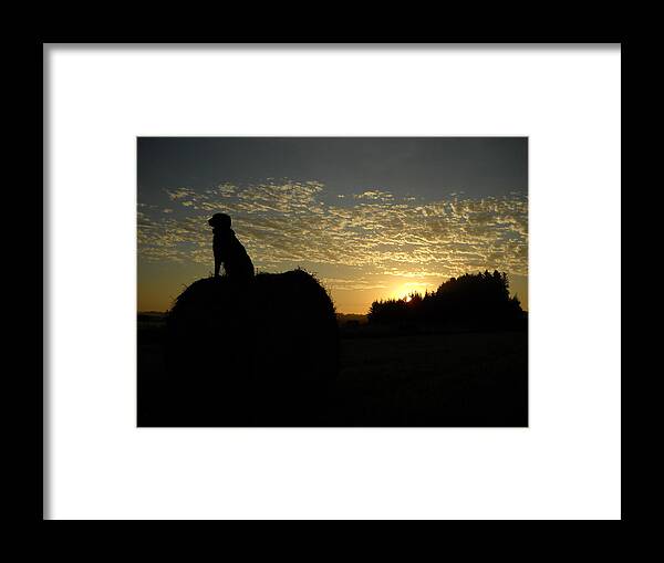 Dog Framed Print featuring the photograph Dog on Hay Greeting Sunrise by Kent Lorentzen