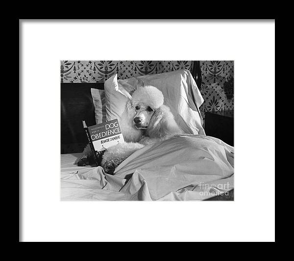 Animal Framed Print featuring the photograph Dog Reading in Bed by M E Browning and Photo Researchers