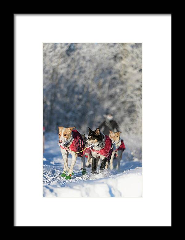 Alaska Framed Print featuring the photograph Dog Sled Team by Scott Slone