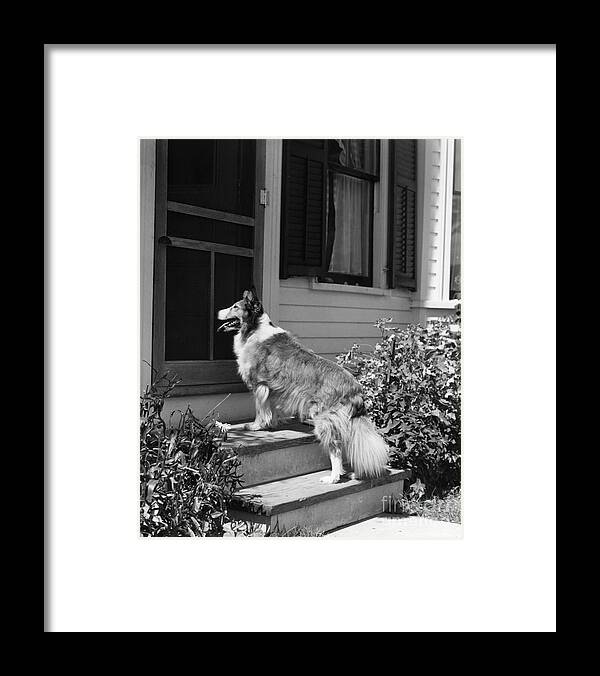 1930s Framed Print featuring the photograph Dog Waiting To Be Let In To House by H. Armstrong Roberts/ClassicStock