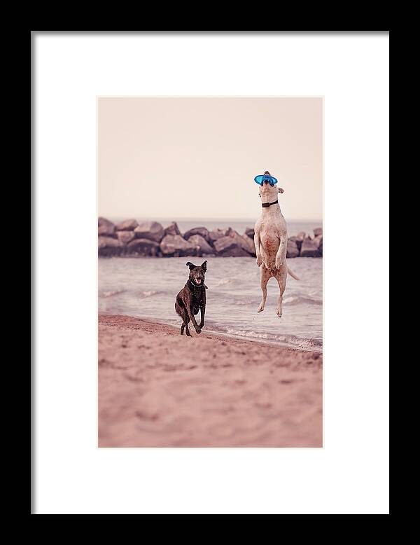 Action Framed Print featuring the photograph Dog with frisbee by Peter Lakomy