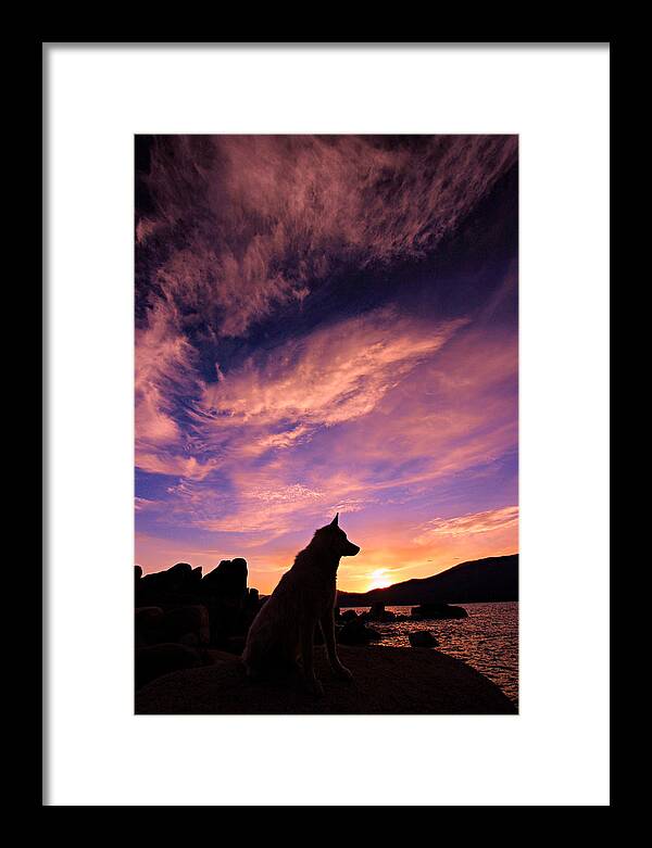 Dogs Framed Print featuring the photograph Dogs Dream Too by Sean Sarsfield