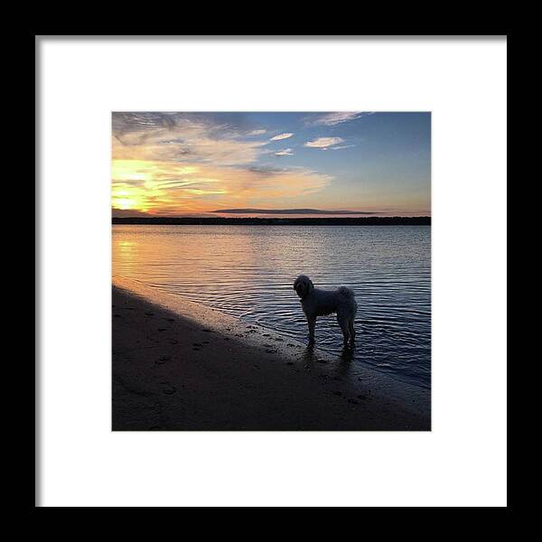 Capecod Framed Print featuring the photograph Dog's Life 🌅🐶 #capecod #dog by Amy Coomber Eberhardt