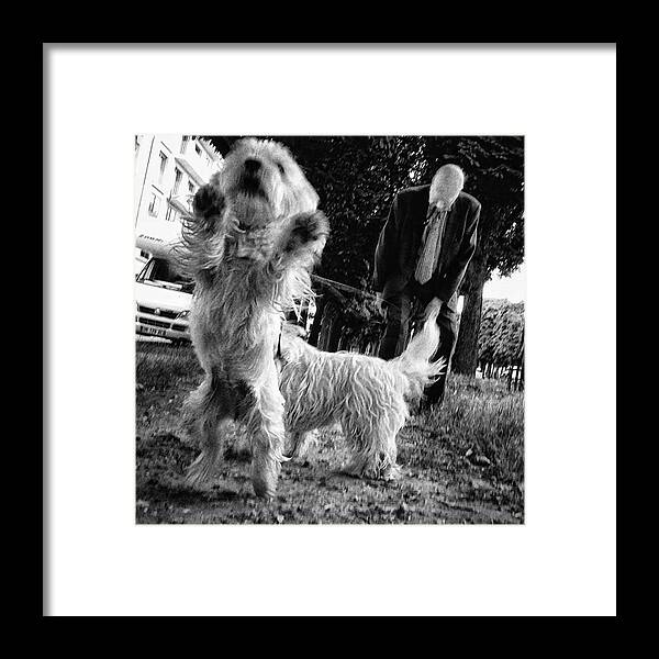 Pet Framed Print featuring the photograph #dogsofinstagram #doglover #dog #animal by Rafa Rivas