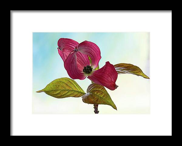 Floral Framed Print featuring the photograph Dogwood Ballet 2 by Shirley Mitchell