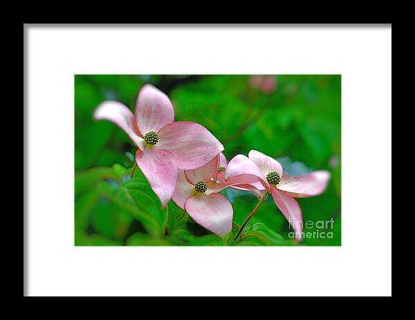 Dogwood Blossoms Framed Print featuring the photograph Dogwood Blossom Triplets by Judy Grant