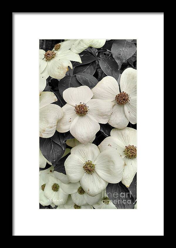 Dogwood Framed Print featuring the photograph Dogwood Blossoms by E B Schmidt