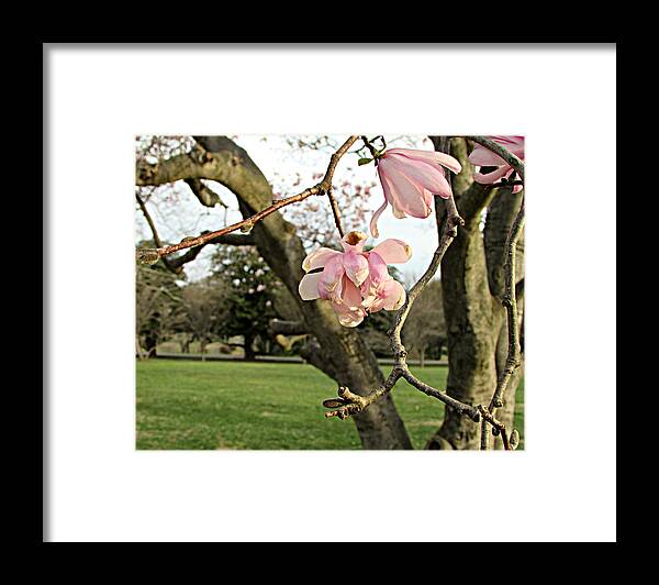 Flower Framed Print featuring the photograph Dogwood blossoms by Joseph Ferguson