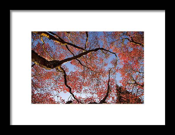 Dogwood Blossoms Framed Print featuring the photograph Dogwood Blossoms by Kunal Mehra