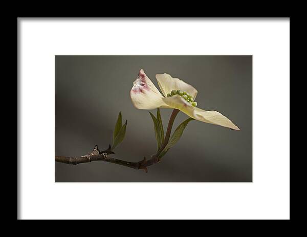 Flower Framed Print featuring the photograph Dogwood by Elsa Santoro
