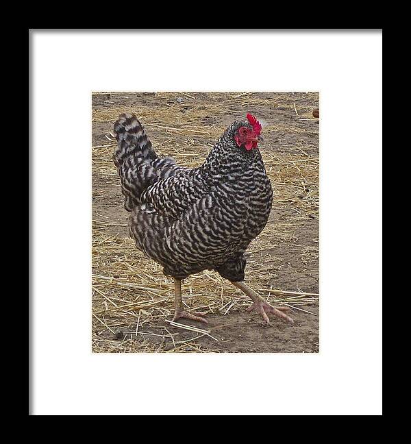 Photograph Of Hen Framed Print featuring the photograph Doing The Hokey Pokey by Gwyn Newcombe