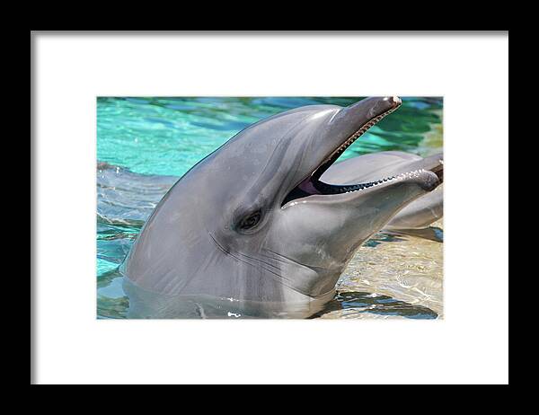 Dolphin Framed Print featuring the photograph Dolphin Smile by Eddie Yerkish