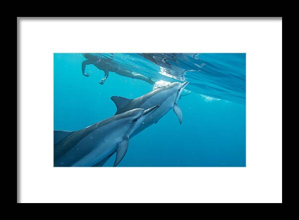 Big Island Framed Print featuring the photograph Dolphin Bubble Afro by Art Atkins