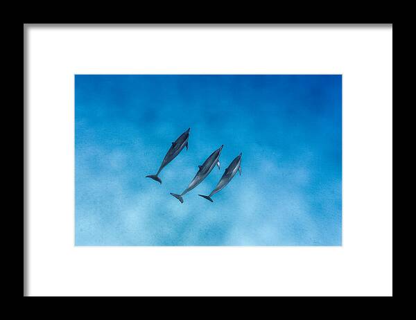 Sea Framed Print featuring the photograph Dolphin Trio by Sean Davey