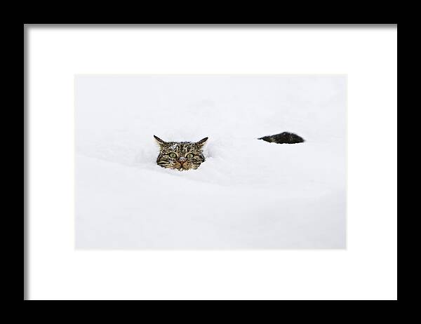 Mp Framed Print featuring the photograph Domestic Cat Felis Catus In Deep Snow by Konrad Wothe