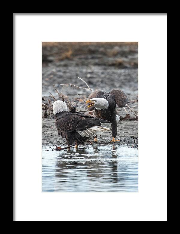 Bald Eagle Framed Print featuring the photograph Domestic Dispute by David Kirby