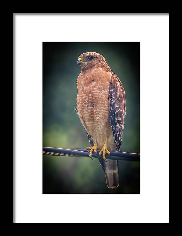Animal Framed Print featuring the photograph Dominique the Hawk by Michael Sussman