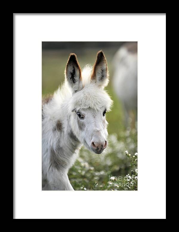 Miniature Framed Print featuring the photograph Donkey Baby by Carien Schippers
