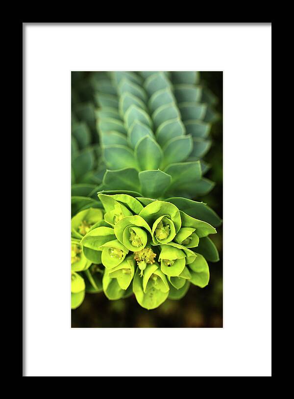 Euphorbia Framed Print featuring the photograph Donkey Tail by Debbie Oppermann