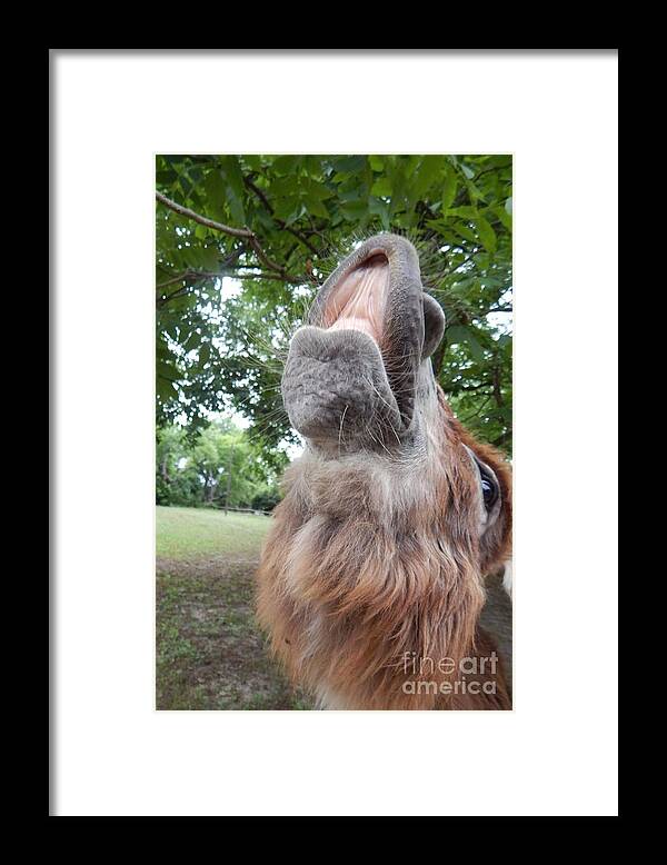Donkey Framed Print featuring the photograph Donkey Talk by Jan Gelders
