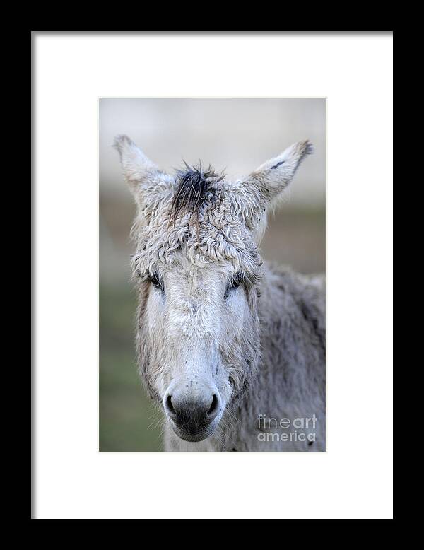 Donkeys Framed Print featuring the photograph Donkeys #1130 by Carien Schippers