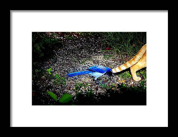 Feline Framed Print featuring the photograph Don't Bother Me by Nick Kloepping