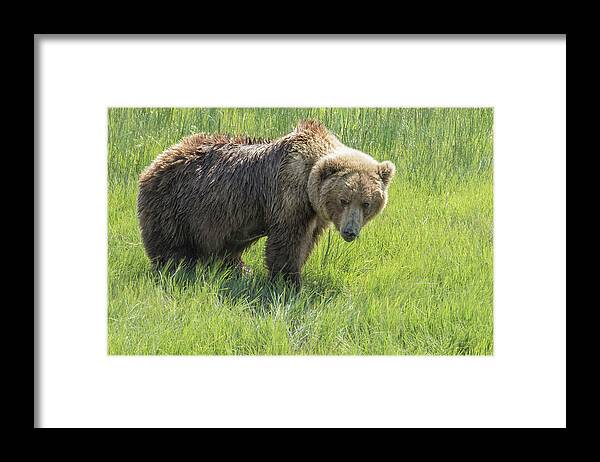 Brown Bear Framed Print featuring the photograph Don't Mess with Mama Bear by Belinda Greb