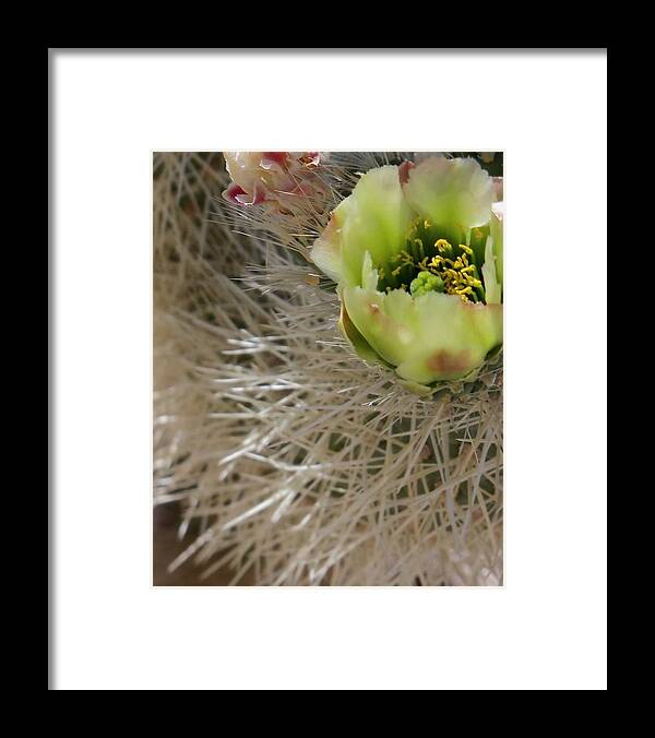 Desert Framed Print featuring the photograph Don't Touch by Kathleen Maconachy