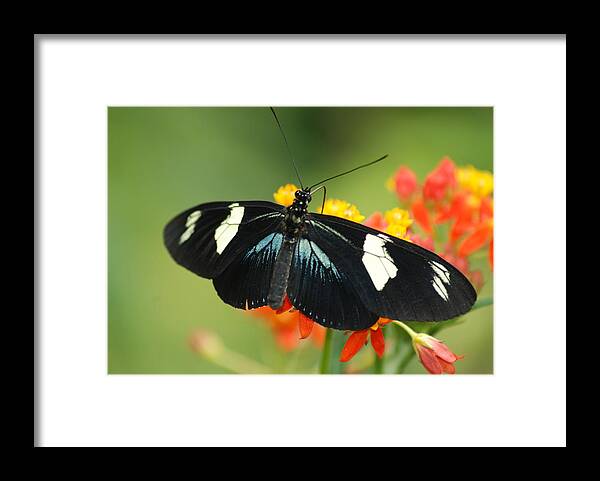 Doris Framed Print featuring the photograph Doris Butterfly by Richard Bryce and Family