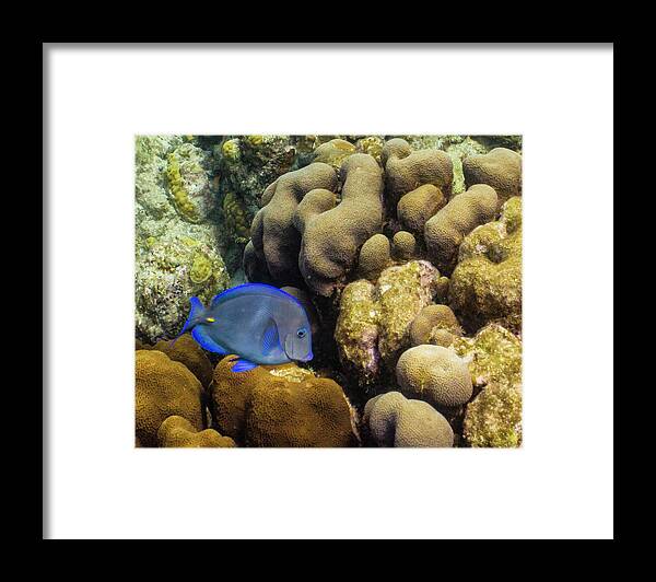 Ocean Framed Print featuring the photograph Dori's Cousin by Lynne Browne