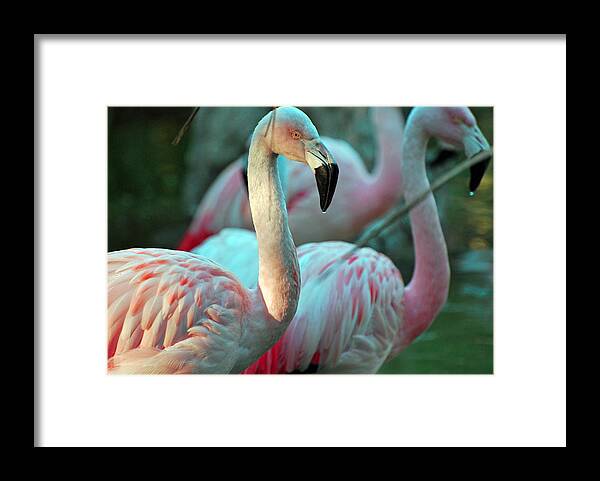 Teresa Blanton Framed Print featuring the photograph Dos Flamingos by Teresa Blanton